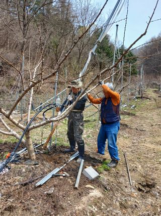 박기택님의 복숭아 · 영농일지 작성글 사진