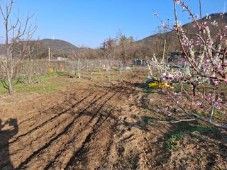 철남 김희곤님의 두릅 · 영농일지 작성글 사진