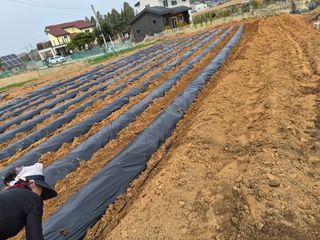 강섭님의 고구마 · 영농일지 작성글 사진