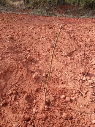 최영묵님의 복숭아 · 영농일지 작성글 사진