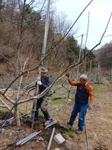 팜모닝 복숭아·영농일지 게시글 이미지