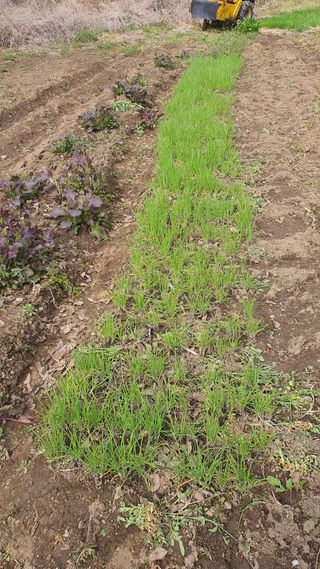 홍광희님의 기타작물 · 영농일지 작성글 사진