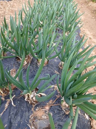 인생은 소풍처럼~님의 기타작물 · 영농일지 작성글 사진