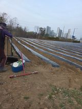 팜모닝 기타작물·영농일지 게시글 이미지