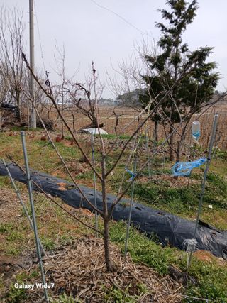 바위돌 심재성님의 기타작물 · 영농일지 작성글 사진