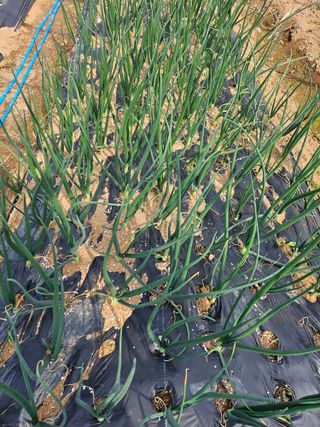 안동운님의 기타작물 · 영농일지 작성글 사진