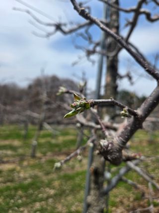 임상현님의 사과 · 영농일지 작성글 사진