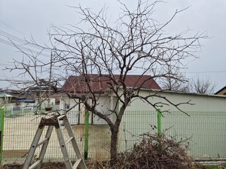 안일봉님의 기타작물 · 영농일지 작성글 사진