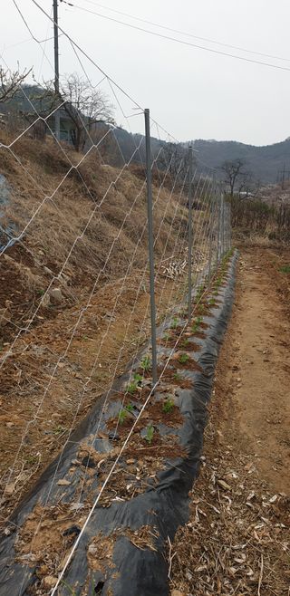정천복님의 기타작물 · 영농일지 작성글 사진