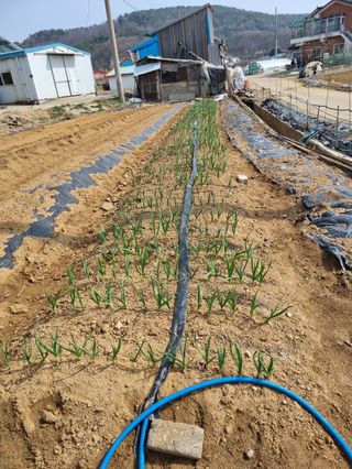 곰새끼님의 기타작물 · 영농일지 작성글 사진