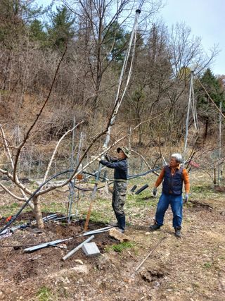 박기택님의 복숭아 · 영농일지 작성글 사진