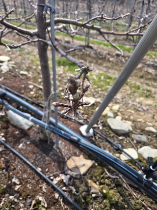 임상현님의 사과 · 영농일지 작성글 사진