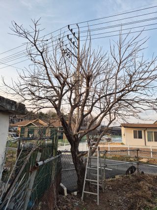 안일봉님의 기타작물 · 영농일지 작성글 사진