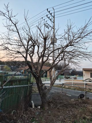 안일봉님의 기타작물 · 영농일지 작성글 사진