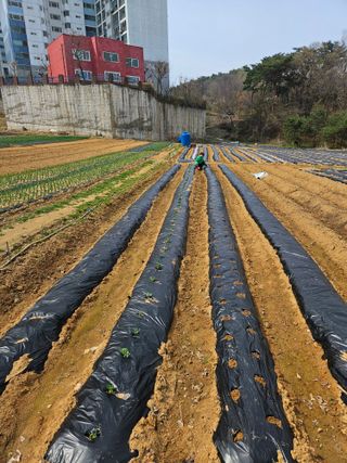 박홍권님의 파 · 영농일지 작성글 사진