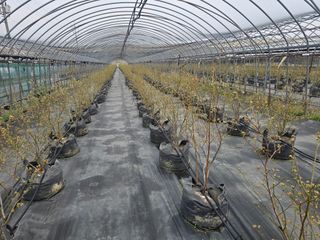 축복농장님의 기타작물 · 영농일지 작성글 사진