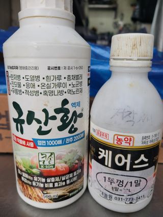 알렉산더님의 양파 · 영농일지 작성글 사진