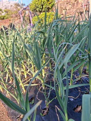 헤이쥬회원님의 파 · 영농일지 작성글 사진