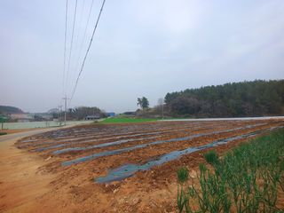 오이8898황산면님의 고추 · 영농일지 작성글 사진