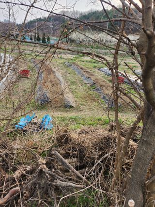상숙님의 기타작물 · 영농일지 작성글 사진