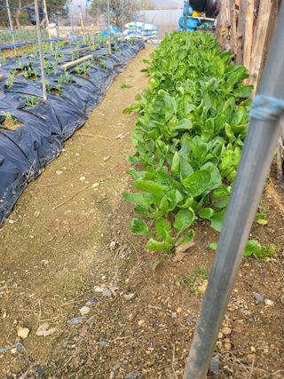 알렉산더님의 양파 · 영농일지 작성글 사진