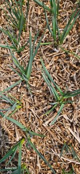 팜모닝 마늘·영농일지 게시글 이미지