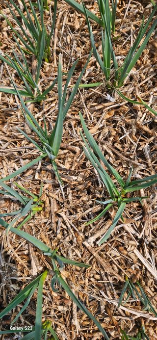 힐스님의 마늘 · 영농일지 작성글 사진