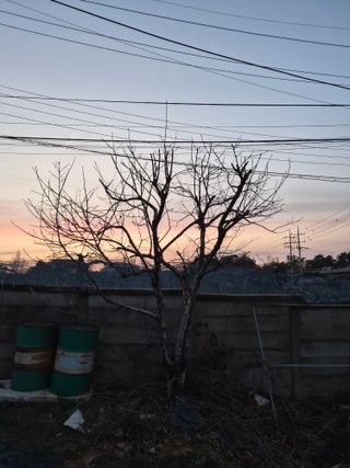 안일봉님의 기타작물 · 영농일지 작성글 사진