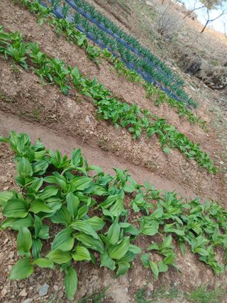 인생은 소풍처럼~님의 기타작물 · 영농일지 작성글 사진