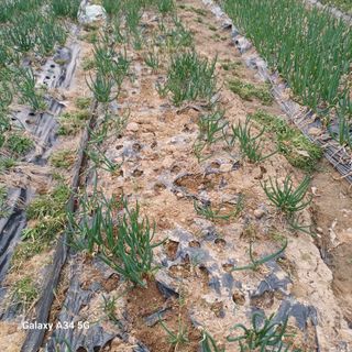 삼성농산님의 기타작물 · 영농일지 작성글 사진