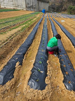 박홍권님의 파 · 영농일지 작성글 사진
