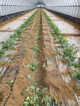 김저팔계님의 기타작물 · 영농일지 작성글 사진