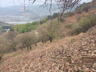 쌍둥이농장님의 기타작물 · 영농일지 작성글 사진