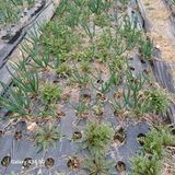 삼성농산님의 작성글 사진