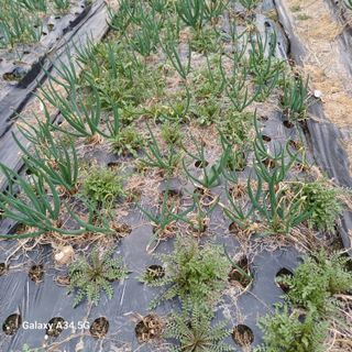 삼성농산님의 기타작물 · 영농일지 작성글 사진