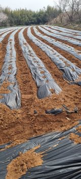 팜모닝 기타작물·영농일지 게시글 이미지