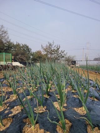 알렉산더님의 양파 · 영농일지 작성글 사진