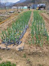 팜모닝 마늘·영농일지 게시글 이미지