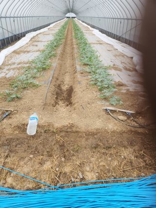 김저팔계님의 기타작물 · 영농일지 작성글 사진