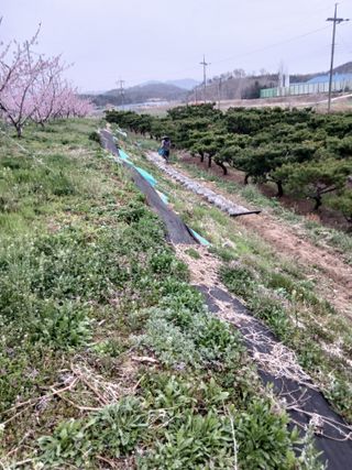 성재엄마님의 복숭아 · 영농일지 작성글 사진