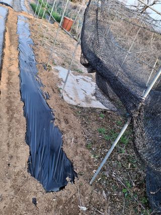 백영호님의 기타작물 · 영농일지 작성글 사진