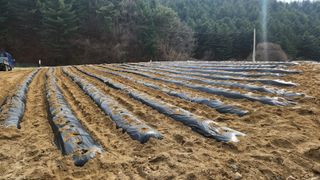 금옥길24님의 기타작물 · 영농일지 작성글 사진