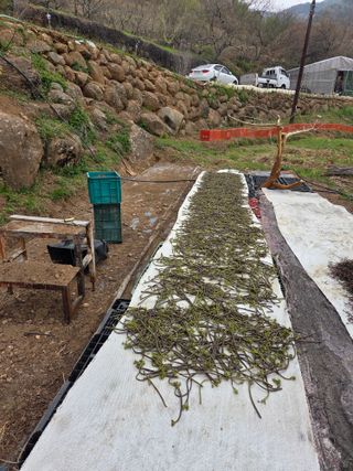 쌍둥이농장님의 기타작물 · 영농일지 작성글 사진