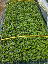 팜모닝 기타작물·영농일지 게시글 이미지