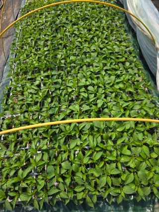 착한농부 안병하님의 기타작물 · 영농일지 작성글 사진