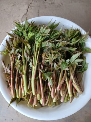 인생은 소풍처럼~님의 기타작물 · 영농일지 작성글 사진