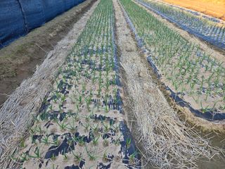 우중님의 마늘 · 영농일지 작성글 사진