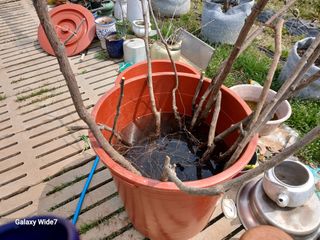 바위돌 심재성님의 기타작물 · 영농일지 작성글 사진