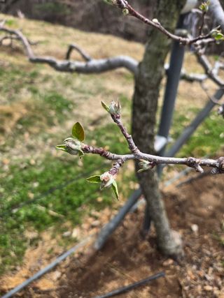 임상현님의 사과 · 영농일지 작성글 사진