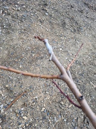 김용대님의 기타작물 · 영농일지 작성글 사진